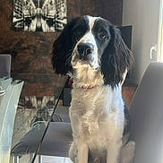 Aaron a rejoint le concours — aidez-le/la à gagner de superbes lots ! dog, black_and_white, chair, glass_table, indoor, pet, seated, modern_interior, wall_art, window, curtain, floor, fur, collar, ears, eyes, legs, table, reflection, calm