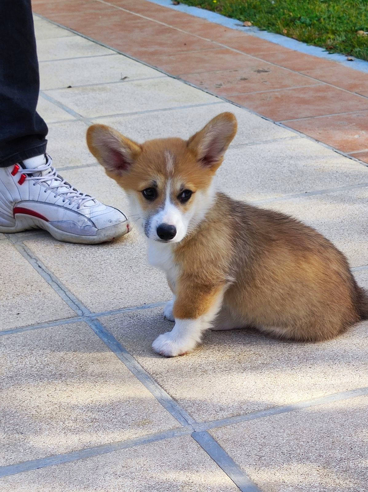 Poupou a rejoint le concours — aidez-le/la à gagner de superbes lots ! canidae, carnivore, collar, companion_dog, dog, dog_breed, dog_supply, fawn, fur, herding_dog, road_surface, snout, sporting_group, tail, terrestrial_animal, tree, walking_shoe, whiskers, wood, working_animal