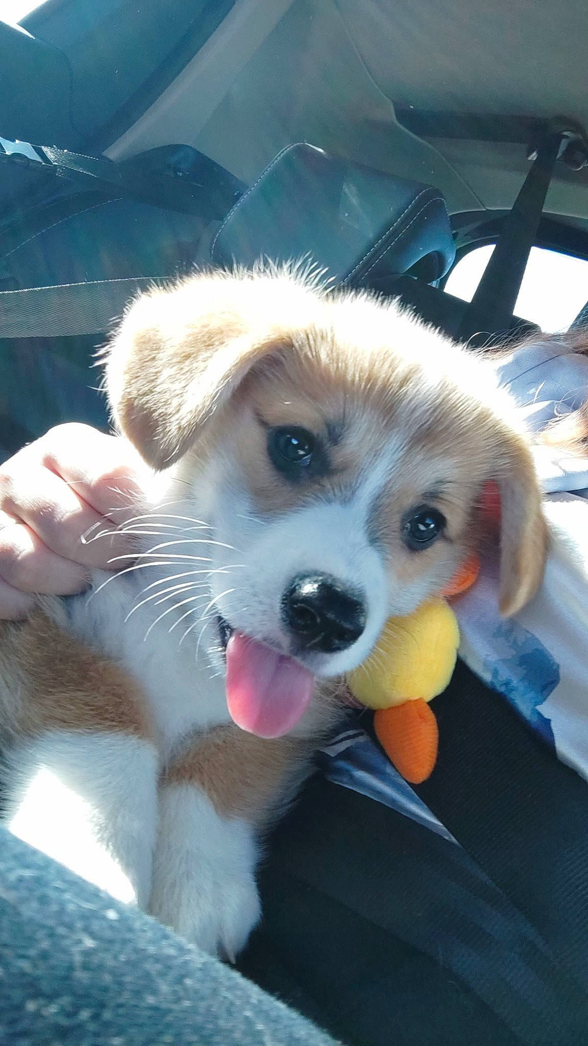 Poupou participe au concours pour gagner de l'argent avec cette photo : ancient_dog_breeds, ball, canidae, carnivore, companion_dog, dog, dog_breed, fawn, fur, herding_dog, paw, puppy, snout, sporting_group, street_dog, whiskers, working_animal, working_dog