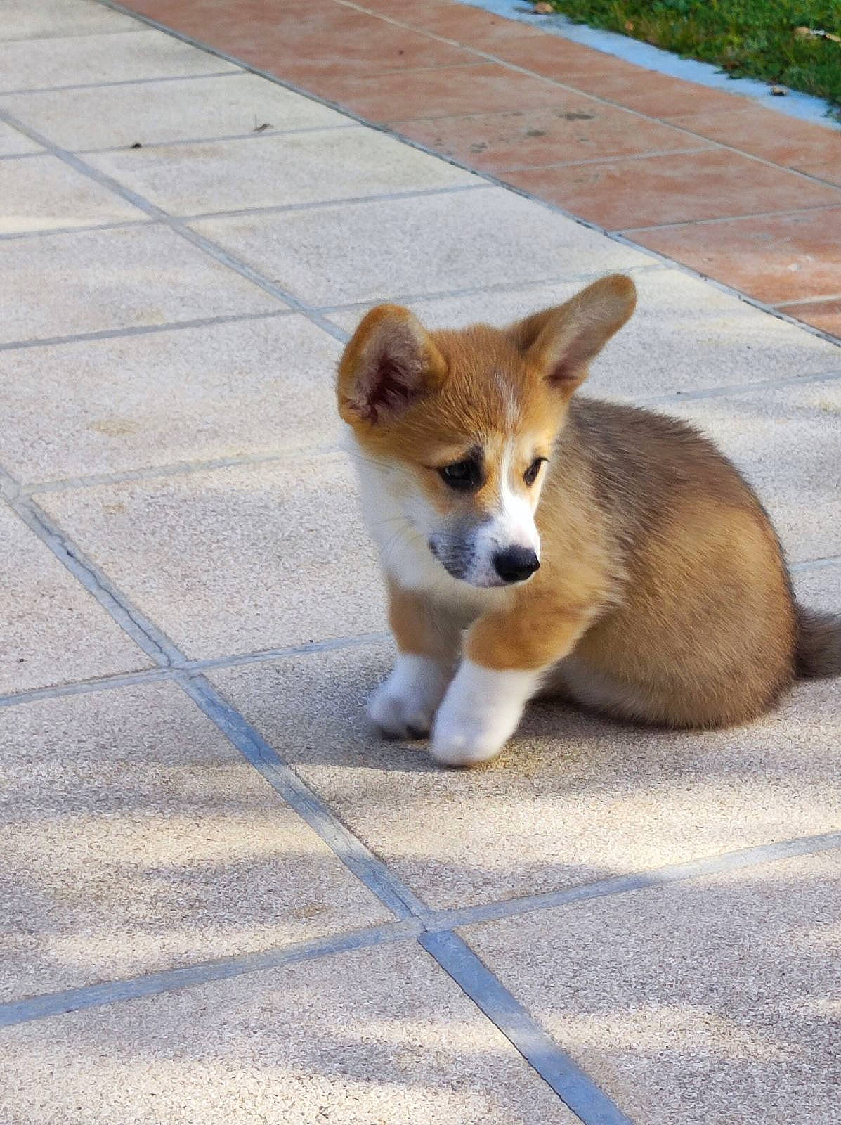 Poupou participe au concours pour gagner de l'argent avec cette photo : ancient_dog_breeds, blue, canidae, carnivore, collar, companion_dog, corgi_chihuahua, dog, dog_breed, fawn, flooring, fur, paw, road_surface, sporting_group, tail, terrestrial_animal, whiskers, wood, working_animal