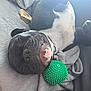 dog, sleeping, toy, green_ball, blanket, black_and_white, pet, cozy, relaxed, indoor, canine, cute, resting, fur, snout, nose, paw, collar, comfort, animal
