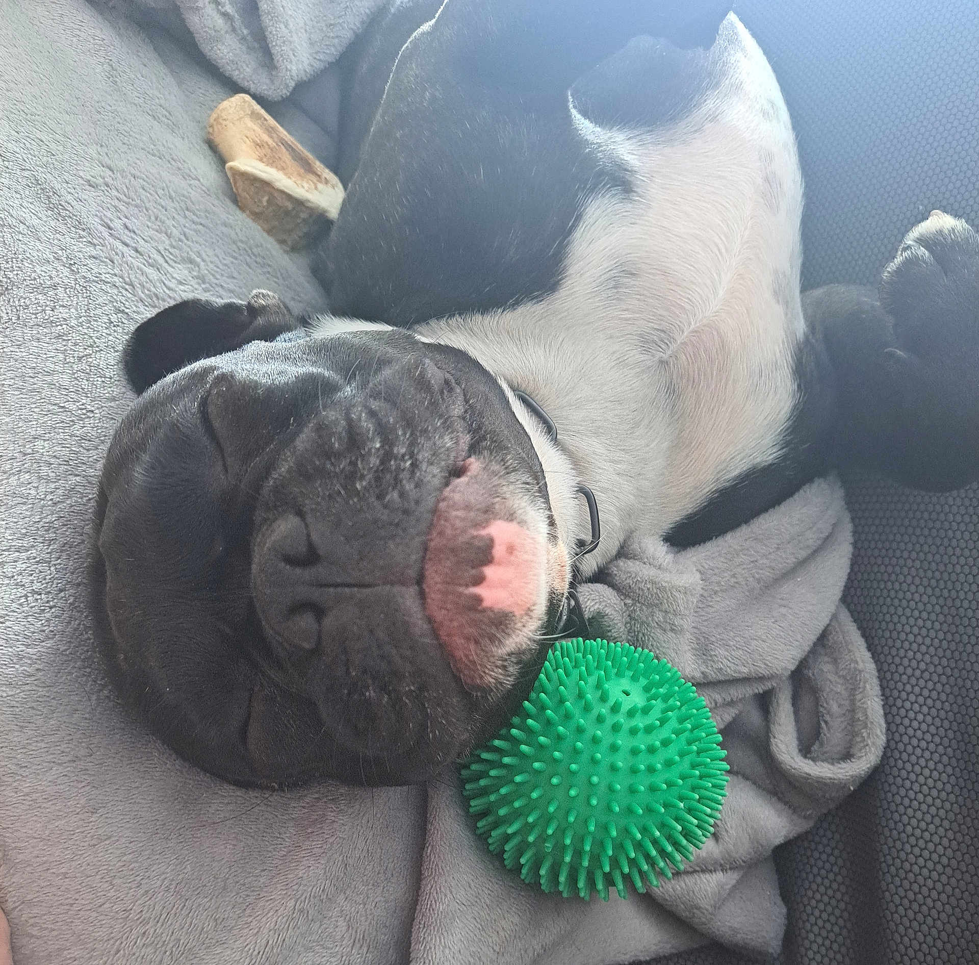 Tëkila participe au concours pour gagner de l'argent avec cette photo : dog, sleeping, toy, green_ball, blanket, black_and_white, pet, cozy, relaxed, indoor, canine, cute, resting, fur, snout, nose, paw, collar, comfort, animal