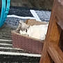 cat, basket, rug, furniture, indoor, pet, resting, blur, wood, striped_rug, cozy, animal, home, floor, relaxing, tabby_cat, white_cat, corner, hidden, lazy
