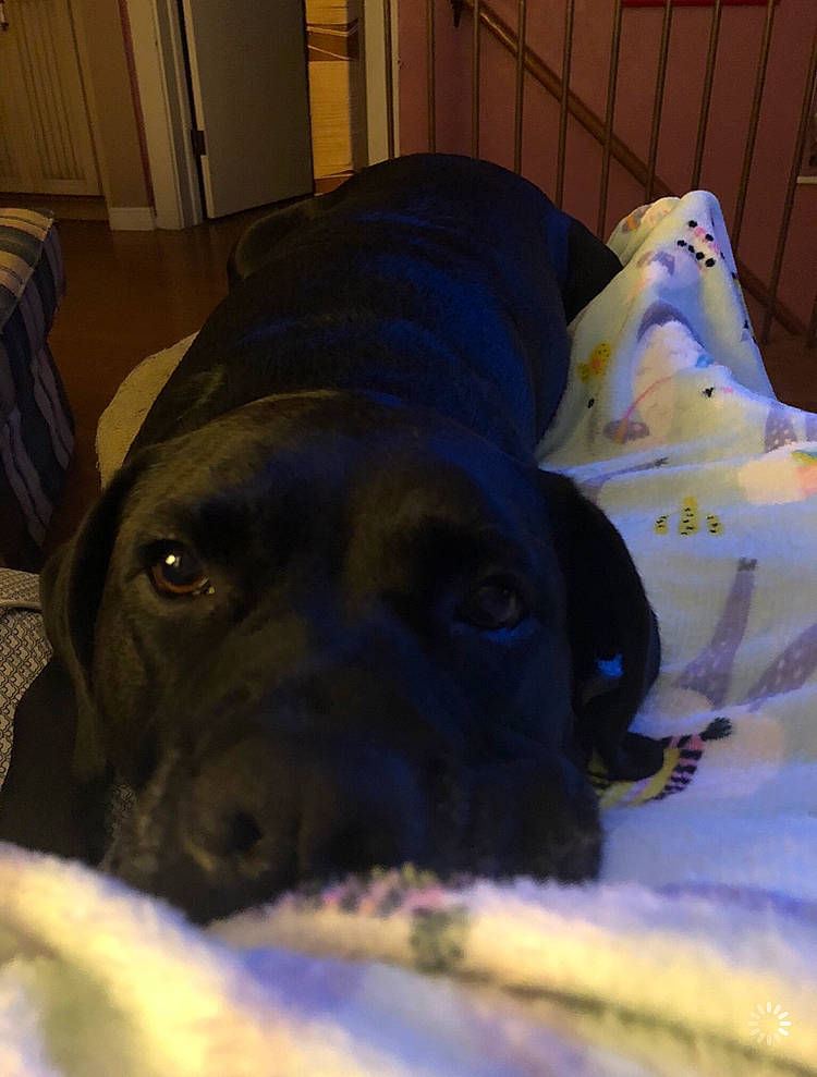 Maximus joined the competition — help win amazing prizes! beagador, canidae, carnivore, dog, dog_breed, labrador_retriever, nose, pointer, puppy, snout, sporting_group, whiskers