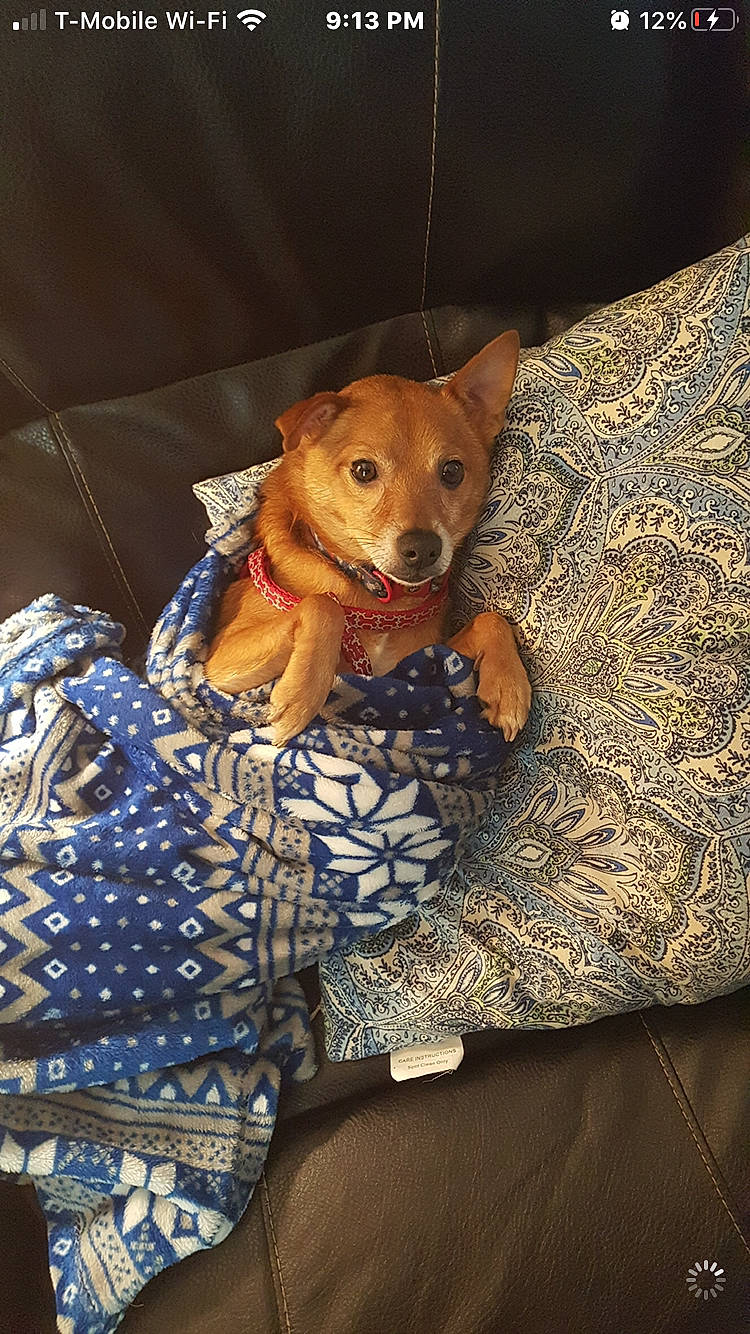 Rusty joined the competition — help win amazing prizes! basenji, canidae, carnivore, companion_dog, dog, dog_breed, fawn, mammal, snout