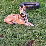Apollo is registered to the contest to win money with this photo: dog, husky, canine, pet, blue_eyes, fur, collar, chain, tire, grass, lawn, outdoor, resting, lying_down, muzzle, paws, nature, summer, portrait, domestic_animal
