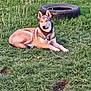 dog, husky, canine, pet, blue_eyes, fur, collar, chain, tire, grass, lawn, outdoor, resting, lying_down, muzzle, paws, nature, summer, portrait, domestic_animal