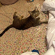 Princess is registered to the contest to win money with this photo: cat, tabby_cat, bed, bedspread, floral_pattern, pillow, plush, indoor, pet, animal, resting, looking, curious, feline, striped, whiskers, ears, tail, cozy, home