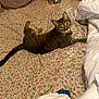 cat, tabby_cat, bed, bedspread, floral_pattern, pillow, plush, indoor, pet, animal, resting, looking, curious, feline, striped, whiskers, ears, tail, cozy, home