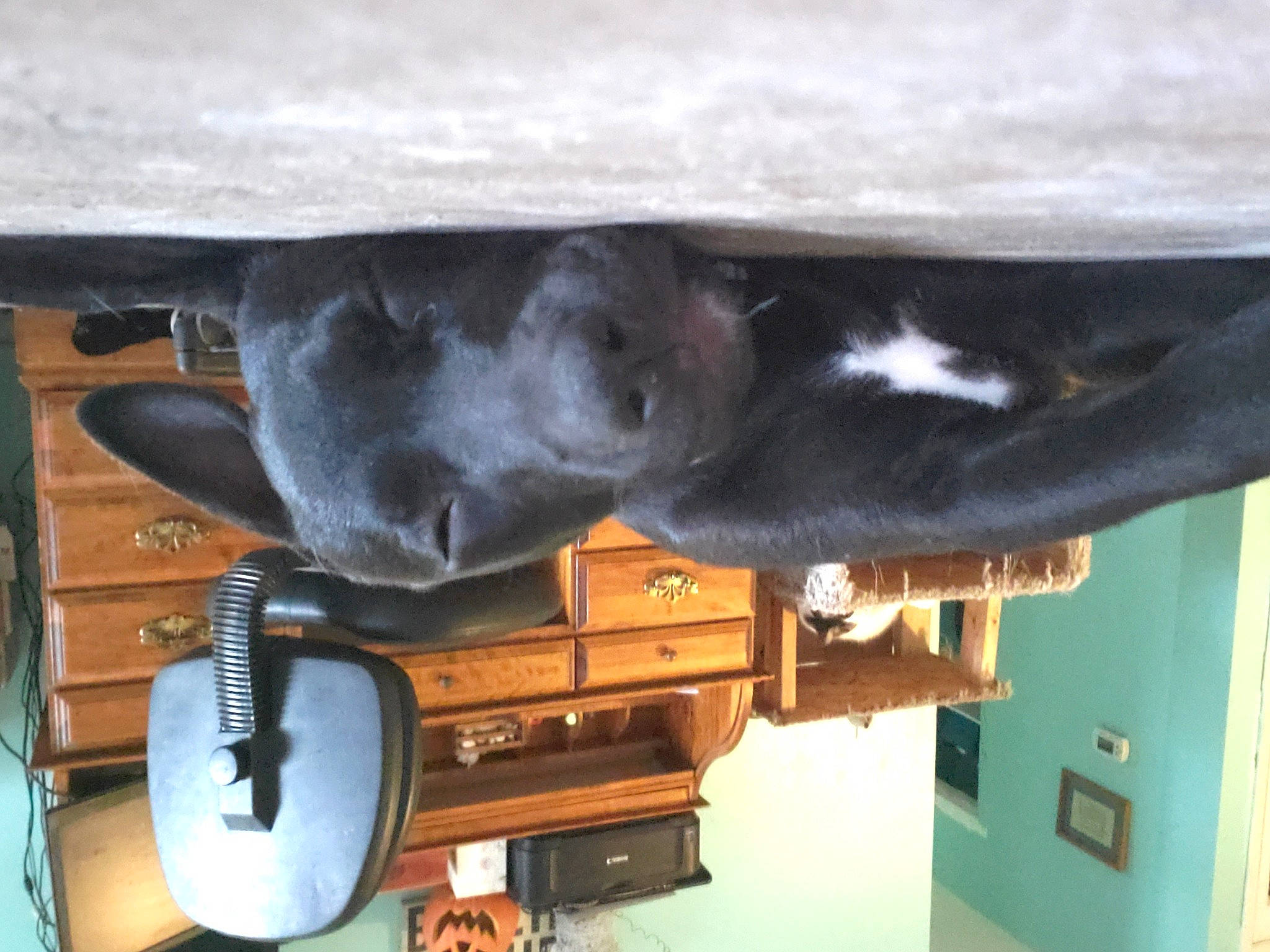 Minnie is registered to the contest to win money with this photo: audio_equipment, automotive_exterior, cabinetry, chair, desk, fur, furniture, guitar, hardwood, home_appliance, loudspeaker, machine, musical_instrument, musical_instrument_accessory, room, table, tail, vehicle, wood