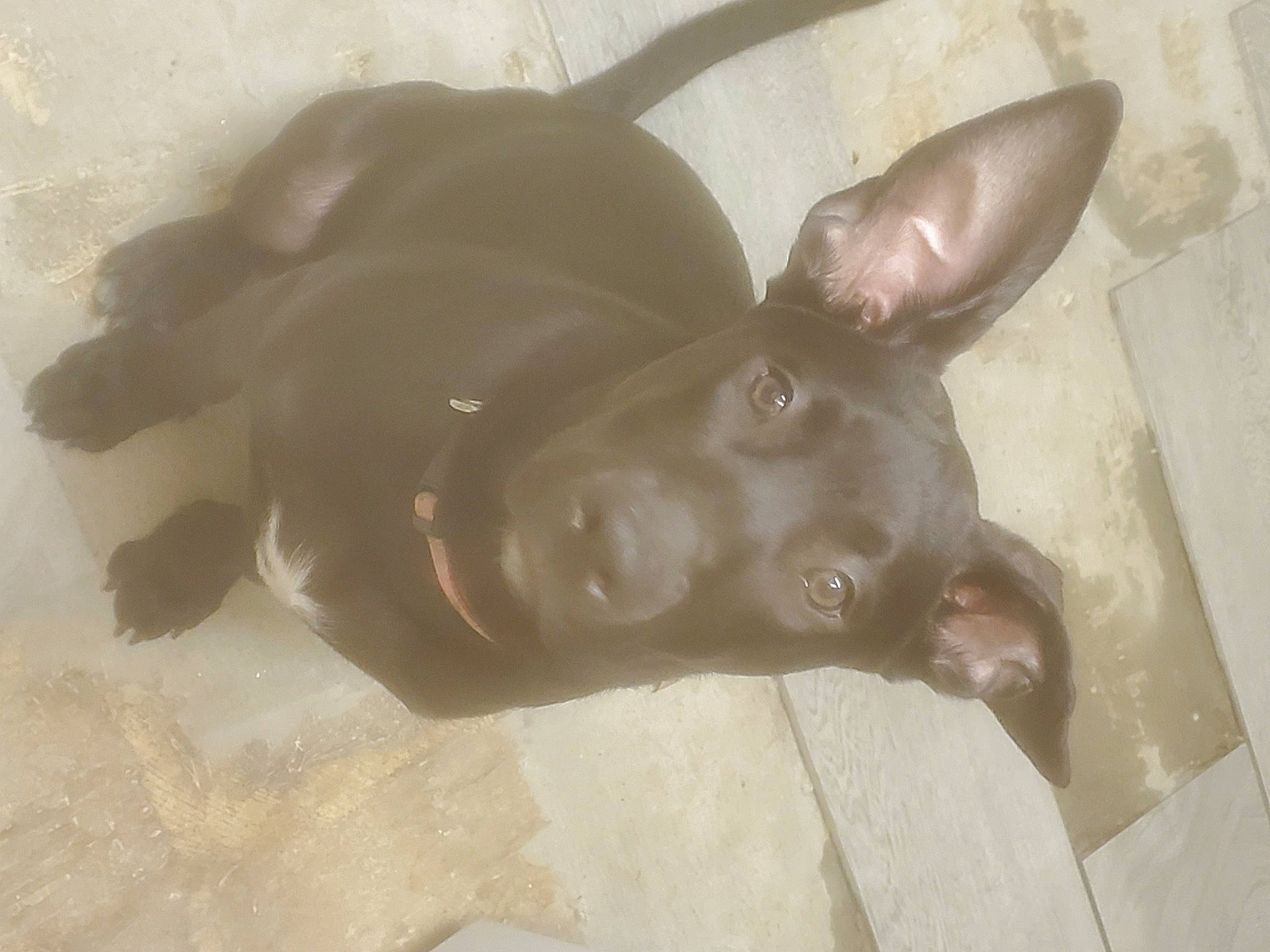 Minnie joined the competition — help win amazing prizes! art, black_cat, carnivore, companion_dog, dog, dog_breed, ear, fawn, felidae, grey, liver, sculpture, small_to_medium_sized_cats, snout, sporting_group, tail, terrestrial_animal, toy_dog, whiskers, working_animal