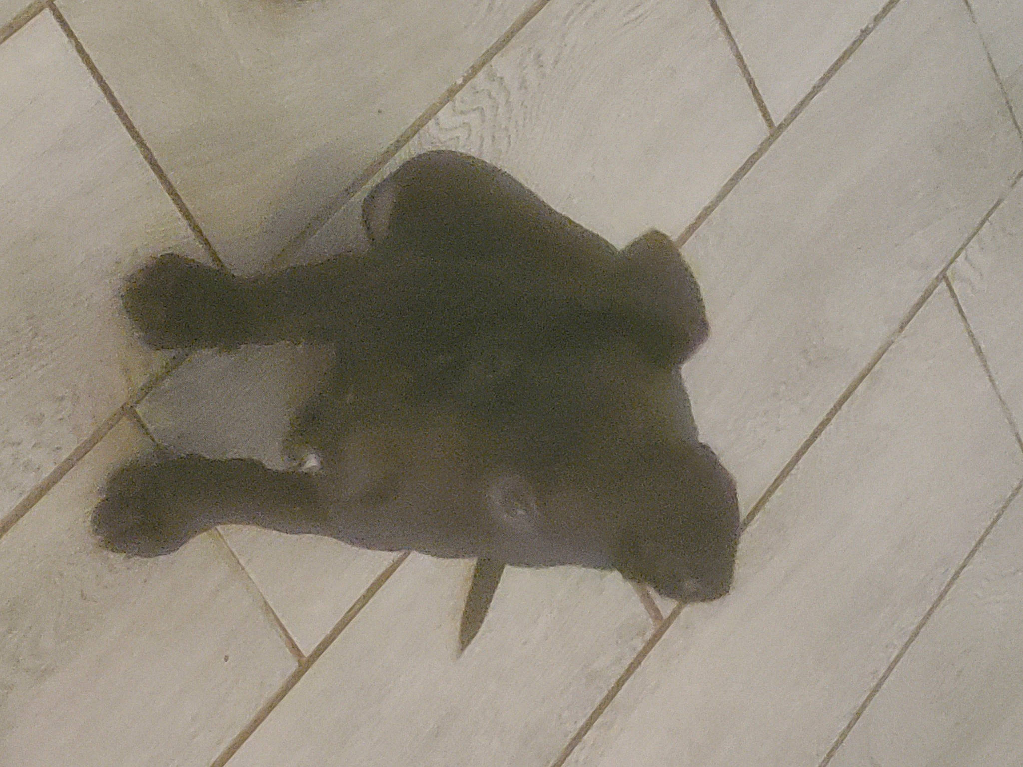 Minnie is registered to the contest to win money with this photo: carnivore, companion_dog, dog, dog_breed, fawn, felidae, floor, flooring, fur, hardwood, road_surface, shadow, small_to_medium_sized_cats, snout, tail, terrestrial_animal, whiskers, wood, wood_flooring, working_animal