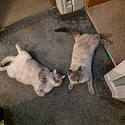 Leo is registered to the contest to win money with this photo: abyssinian, animal, architecture, building, cat, door, furniture, hardwood, homedecor, indoors, kitten, livingroom, manx, person, pet, plywood, room, siamese, sleeping, wood