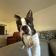 Blu joined the competition — help win amazing prizes! dog, boston_terrier, pet, animal, indoor, couch, living_room, furniture, curious, ears, black_and_white, close_up, canine, home, paw, face, whiskers, nose, wide_eyes, perked_ears
