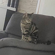 Kira participe au concours pour gagner de l'argent avec cette photo : animal, brick_wall, cat, couch, cozy, domestic_animal, feline, furniture, gray, home, household, indoor, looking_away, mammal, pet, relaxed, sitting, striped, tabby_cat, wall