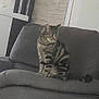animal, brick_wall, cat, couch, cozy, domestic_animal, feline, furniture, gray, home, household, indoor, looking_away, mammal, pet, relaxed, sitting, striped, tabby_cat, wall