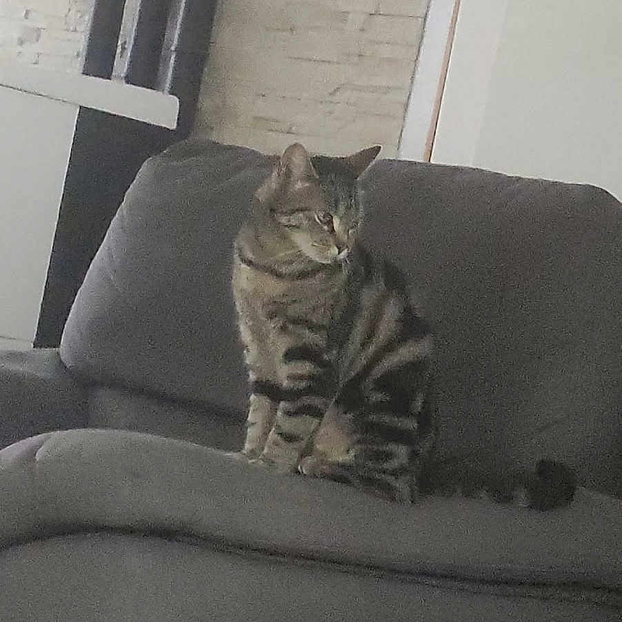 Kira