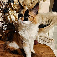 Apple participe au concours pour gagner de l'argent avec cette photo : cat, calico_cat, fluffy, long_hair, feline, pet, animal, sitting, portrait, golden_eyes, whiskers, ears, tail, white_fur, orange_fur, black_fur, wooden_table, flowers, indoor, home_decor