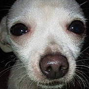 Mojo is registered to the contest to win money with this photo: dog, close_up, pet, animal, nose, whiskers, face, eyes, small_dog, curious, fur, mammal, canine, portrait, domestic_animal, looking, black_background, head, snout
