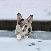 Nessy joined the competition — help win amazing prizes! adorable, animal, blue_eyes, canine, cold, cute, dog, ears, frost, fur, nature, outdoor, paw_prints, pet, puppy, small, snow, walking, winter, young