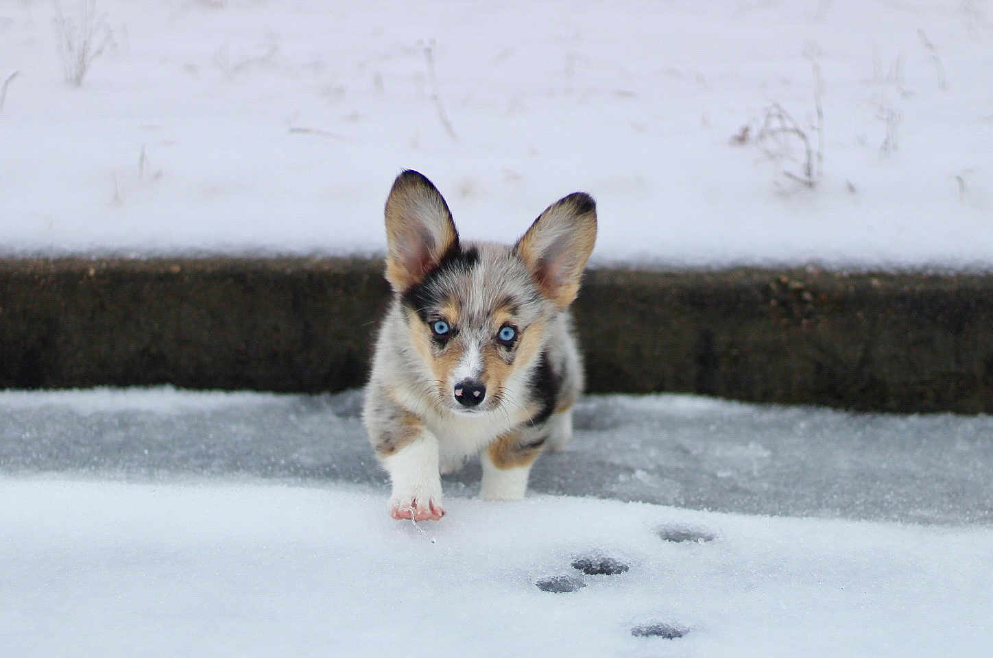 Nessy joined the competition — help win amazing prizes! adorable, animal, blue_eyes, canine, cold, cute, dog, ears, frost, fur, nature, outdoor, paw_prints, pet, puppy, small, snow, walking, winter, young