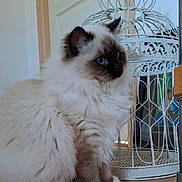 Appy participe au concours pour gagner de l'argent avec cette photo : animal, birdcage, blue_eyes, brown, cat, closeup, curious, cute, decorative, domestic_animal, feline, fluffy, fur, household, indoor, pet, portrait, sitting, white, wooden_floor
