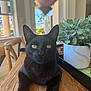 black_cat, cat, pet, animal, indoor, wooden_table, plant, potted_plant, greenery, furniture, window, chair, table, closeup, feline, looking_up, domestic_cat, houseplant, natural_light, relaxed