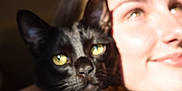 Ollie is registered to the contest to win money with this photo: black_cat, cat, pet, animal, close_up, face, person, smile, yellow_eyes, feline, portrait, indoor, cute, companion, friendship, blurred, soft_focus, candid, domestic_animal, happy