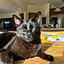 Ollie is registered to the contest to win money with this photo: cat, black_cat, pet, animal, feline, indoor, sunlight, wooden_table, relaxing, close_up, whiskers, ears, green_eyes, home, kitchen, blurred_background, shadow, fur, domestic, resting