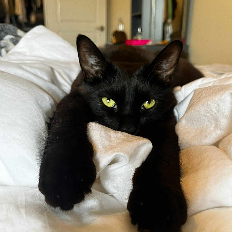 Ollie joined the competition — help win amazing prizes! animal, bed, bedroom, black_cat, cat, cozy, cute, domestic_cat, feline, fur, green_eyes, indoor, paws, pet, relaxed, resting, soft_light, stretching, whiskers, white_bedspread