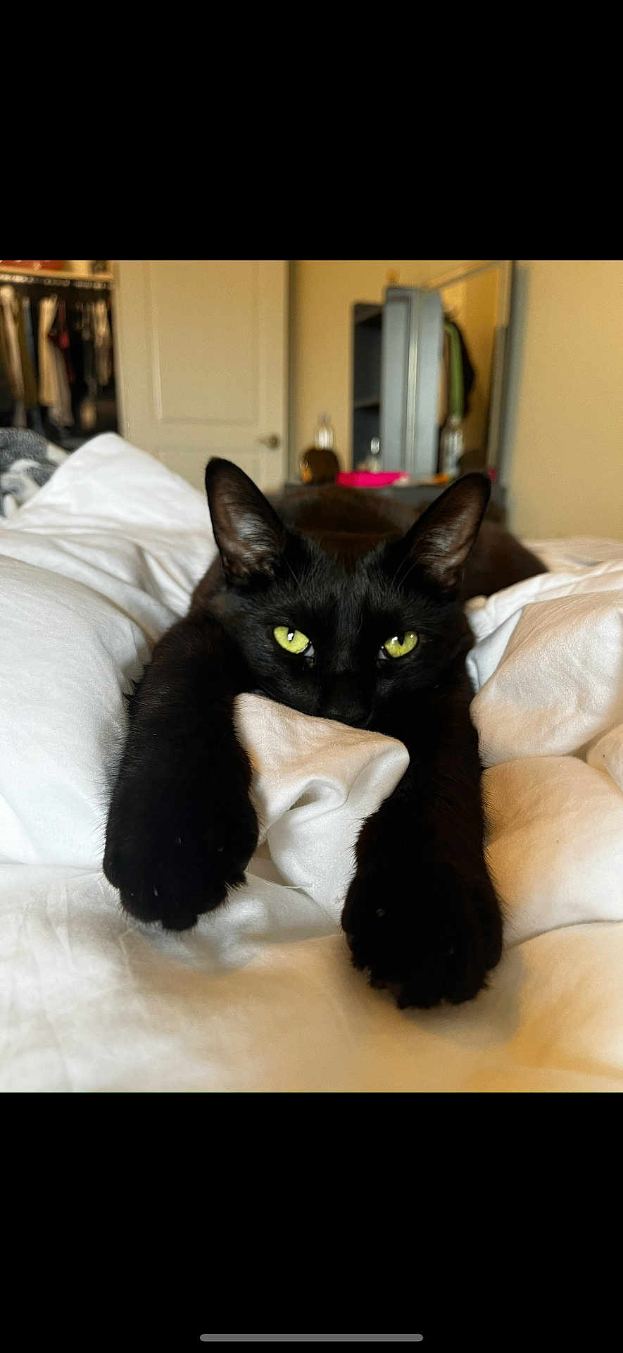 Ollie joined the competition — help win amazing prizes! black_cat, cat, pet, animal, indoor, bed, white_bedspread, paws, green_eyes, feline, relaxed, cozy, stretching, cute, domestic_cat, fur, whiskers, bedroom, soft_light, resting