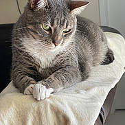 Elsie is registered to the contest to win money with this photo: cat, gray_cat, white_paws, green_eyes, whiskers, fur, pet, animal, close_up, portrait, sitting, lying_down, crossed_paws, cushion, blanket, chair, indoor, home, relaxed, cute