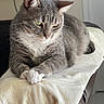 cat, gray_cat, white_paws, green_eyes, whiskers, fur, pet, animal, close_up, portrait, sitting, lying_down, crossed_paws, cushion, blanket, chair, indoor, home, relaxed, cute