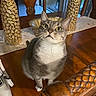 Elsie joined the competition — help win amazing prizes! cat, gray_cat, white_chest, pet, animal, sitting, indoors, dining_room, dining_table, wooden_table, wooden_chair, ornate_decor, golden_candleholder, mirror, window, polished_surface, whiskers, green_eyes, portrait, home_interior