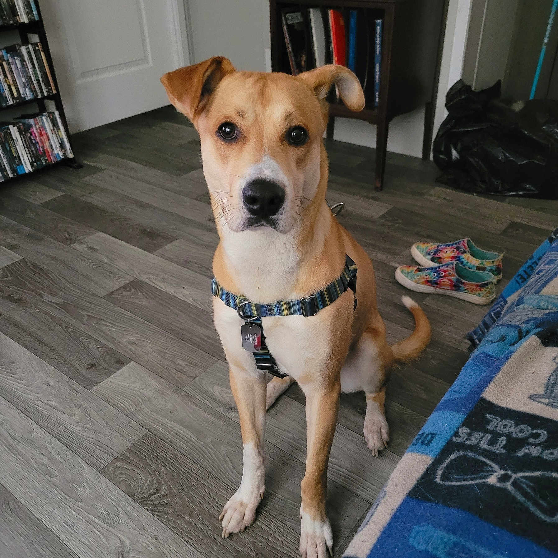 Duke joined the competition — help win amazing prizes! accessories, animal, canine, clothing, couch, dog, footwear, furniture, hardwood, homedecor, hound, indoors, interiordesign, pet, plywood, rug, shelf, shoe, strap, wood