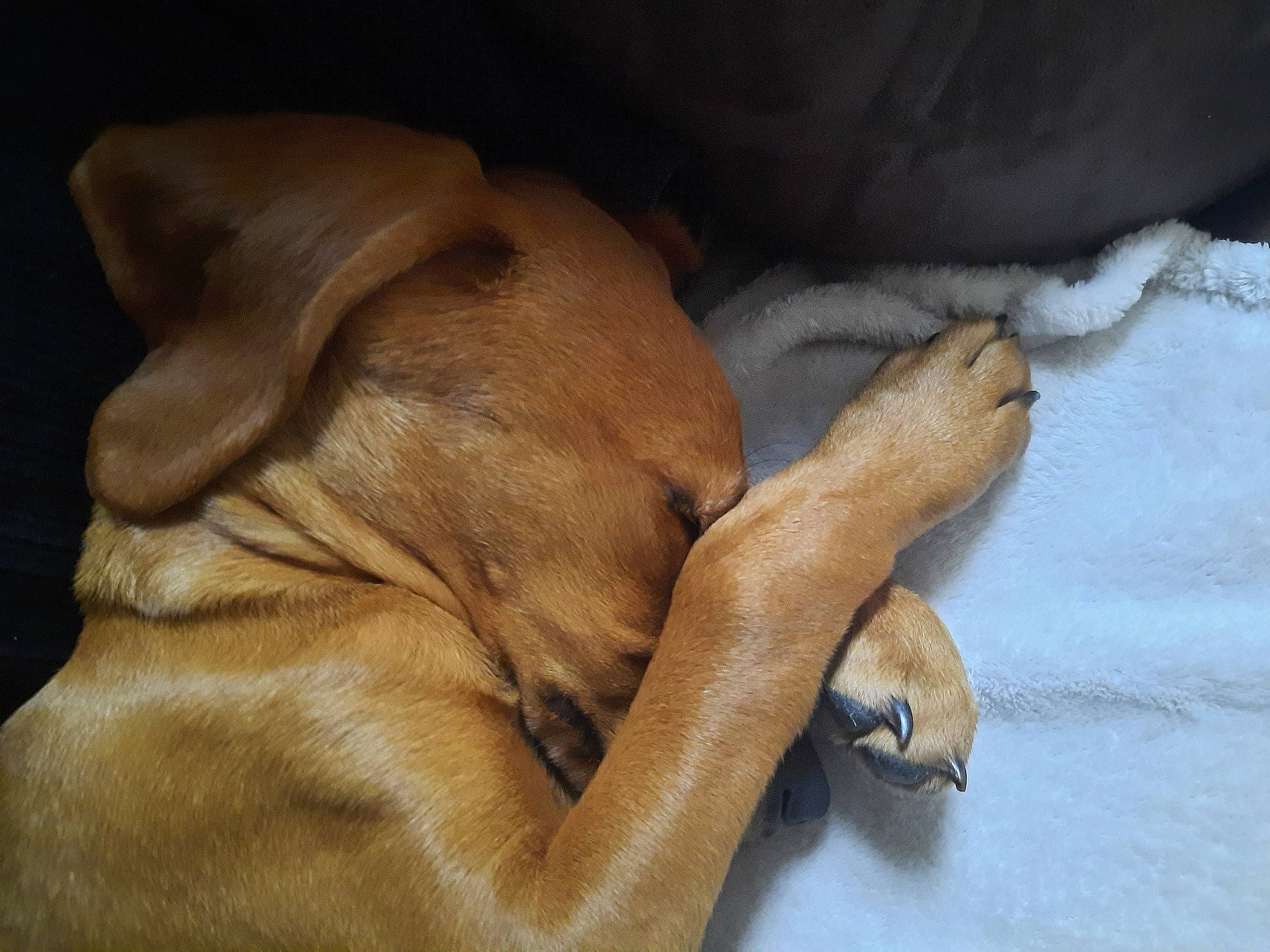 Sonic a rejoint le concours — aidez-le/la à gagner de superbes lots ! carnivore, comfort, companion_dog, dog, dog_breed, fawn, guard_dog, hardwood, liver, nail, paw, snout, sporting_group, terrestrial_animal, wood, working_animal, wrinkle