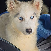 Arwen participe au concours pour gagner de l'argent avec cette photo : animal, blanket, blue_eyes, car_interior, companion, cute, dog, ears, fluffy, fur, indoor, looking, nose, pet, puppy, resting, seat, transportation, travel, window