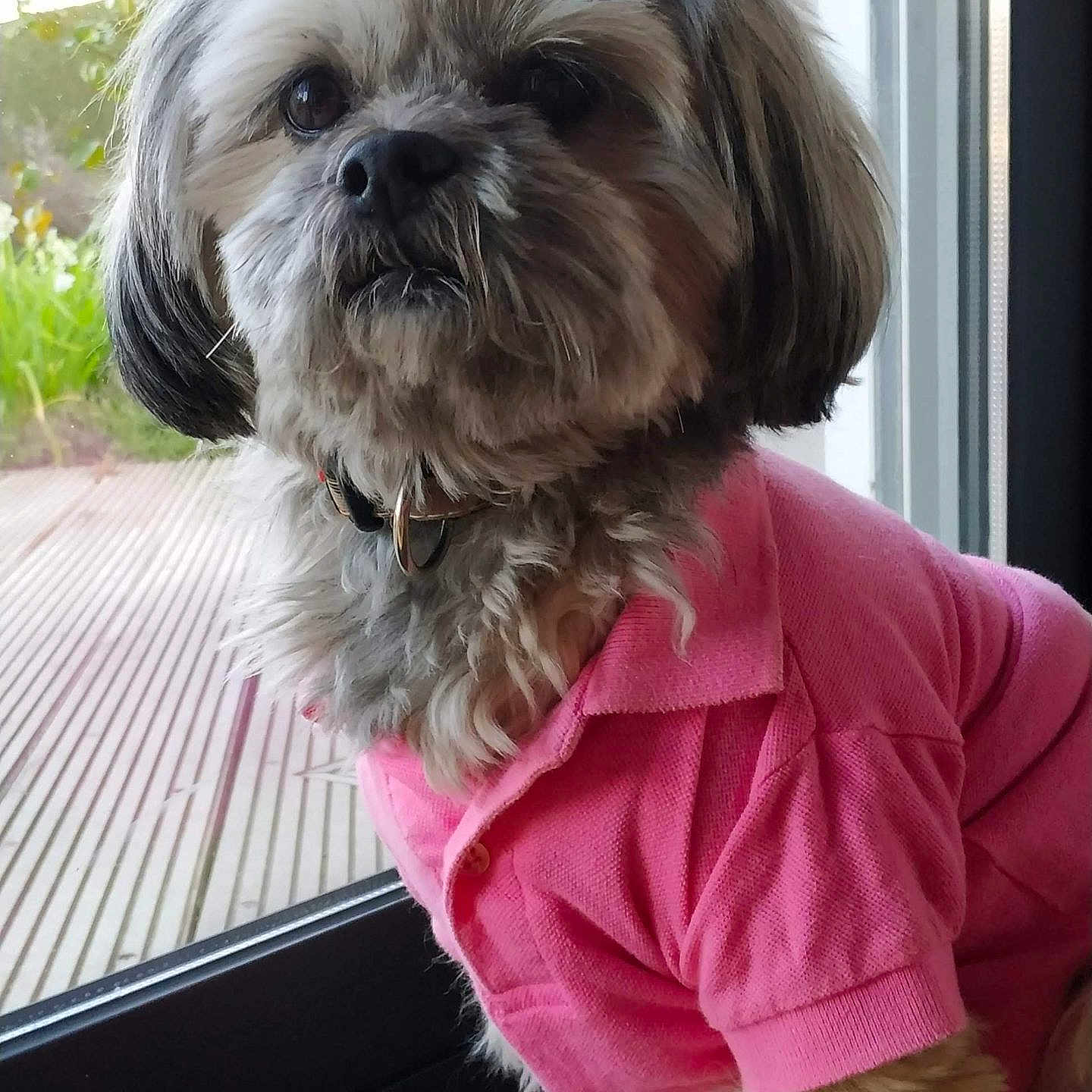 Kenzie a rejoint le concours — aidez-le/la à gagner de superbes lots ! affenpinscher, animal, canine, clothing, dog, door, face, head, person, pet, photography, plant, poodle, portrait, pottedplant, puppy, t_shirt, terrier, whitedog, window