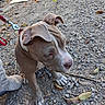 animal, brown_dog, canine, close_up, curious, dog, ear, earthy, gravel, leash, nature, outdoor, paw, pet, pit_bull, playful, puppy, sitting, white_paws, young_dog