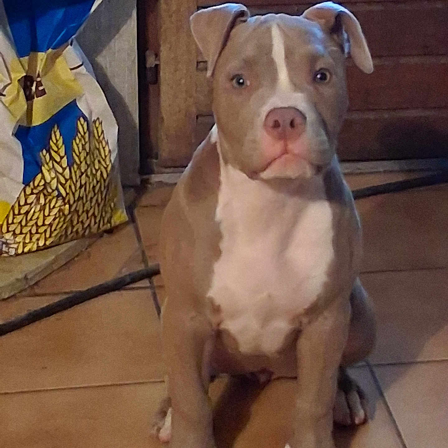 Flora a rejoint le concours — aidez-le/la à gagner de superbes lots ! puppy, dog, pet, indoor, tile_floor, brown_dog, white_patch, ears, sitting, looking_at_camera, floor, door, bag, domestic, animal, canine, young_dog, cute, companion, household