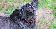 Fifi a rejoint le concours — aidez-le/la à gagner de superbes lots ! animal, black_dog, canine, companion, curious, cute, dog, ears, friendly, fur, grass, gray_fur, looking_up, nature, outdoor, pet, playful, portrait, red_collar, wide_eyes
