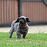 dog, curly_fur, small_dog, red_collar, grass, lawn, outdoor, pet, animal, canine, fence, blurred_background, alert, standing, green, nature, domestic_animal, portrait, daytime, fur