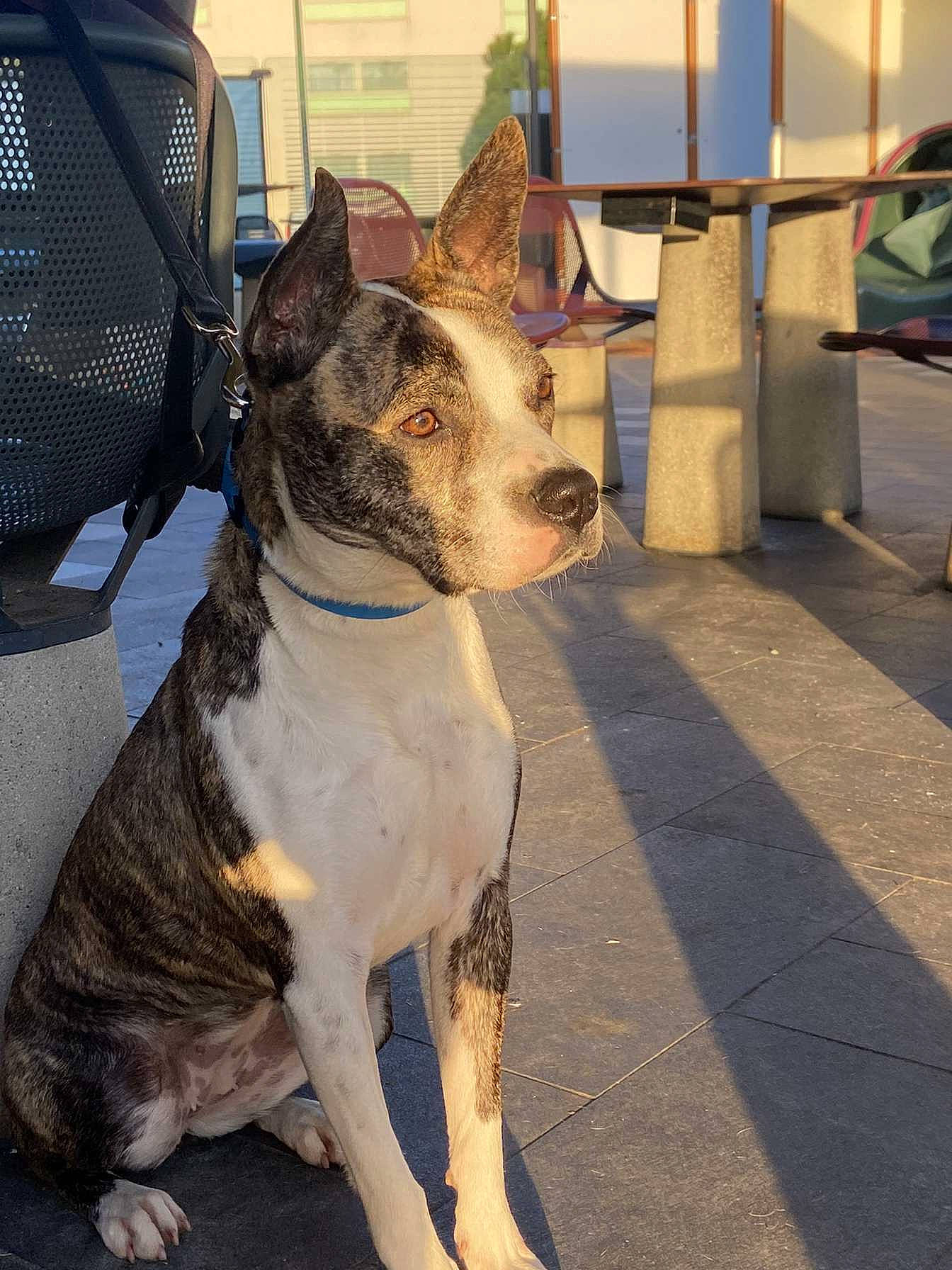 Shaka participe au concours pour gagner de l'argent avec cette photo : bull_and_terrier, canidae, carnivore, collar, companion_dog, dog, dog_breed, dog_collar, dog_supply, fashion_accessory, fawn, fur, leash, snout, sporting_group, street, tail, whiskers, window, working_animal