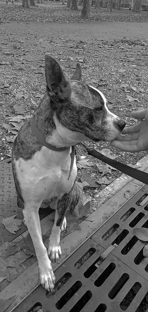 Shaka a rejoint le concours — aidez-le/la à gagner de superbes lots ! black, black_and_white, canidae, carnivore, collar, companion_dog, dog, dog_breed, dog_collar, fawn, laptop, monochrome, monochrome_photography, snout, sporting_group, style, terrestrial_animal, whiskers, white, working_animal