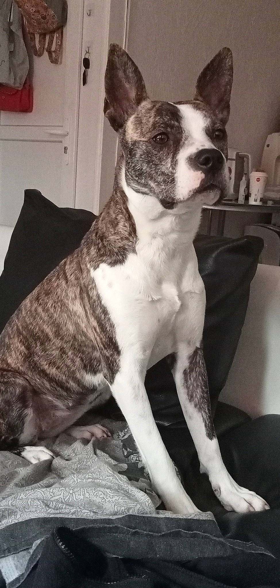 Shaka a rejoint le concours — aidez-le/la à gagner de superbes lots ! ancient_dog_breeds, art, black, boston_terrier, canidae, carnivore, collar, comfort, companion_dog, dog, dog_breed, dog_collar, fawn, monochrome_photography, non_sporting_group, snout, sporting_group, terrestrial_animal, whiskers, working_animal