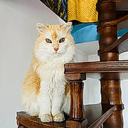 Princesse a rejoint le concours — aidez-le/la à gagner de superbes lots ! cat, orange_cat, white_cat, fluffy, pet, animal, indoor, wooden_stairs, furniture, spiral_staircase, portrait, sitting, cute, fur, whiskers, eyes, paw, home, relaxed, domestic_cat