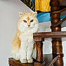 cat, orange_cat, white_cat, fluffy, pet, animal, indoor, wooden_stairs, furniture, spiral_staircase, portrait, sitting, cute, fur, whiskers, eyes, paw, home, relaxed, domestic_cat