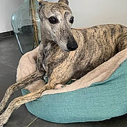 Imane participe au concours pour gagner de l'argent avec cette photo : dog, pet_bed, brindle_coat, indoor, vase, decor, floor, curious, relaxed, animal, canine, furniture, cozy, teal, beige, large_eyes, ears, snout, resting, quiet