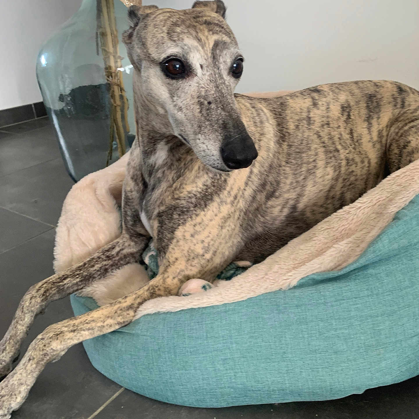 Imane participe au concours pour gagner de l'argent avec cette photo : animal, beige, brindle_coat, canine, cozy, curious, decor, dog, ears, floor, furniture, indoor, large_eyes, pet_bed, quiet, relaxed, resting, snout, teal, vase