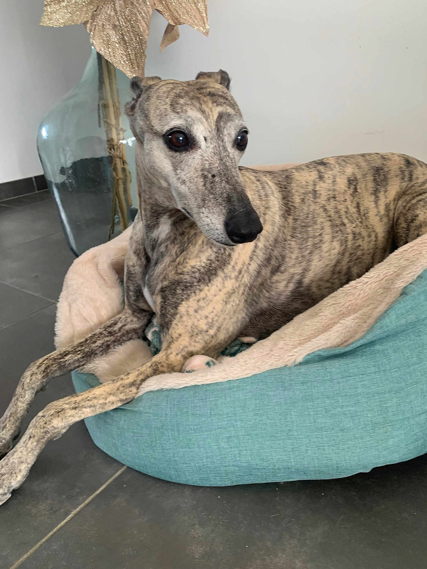 Imane participe au concours pour gagner de l'argent avec cette photo : dog, pet_bed, brindle_coat, indoor, vase, decor, floor, curious, relaxed, animal, canine, furniture, cozy, teal, beige, large_eyes, ears, snout, resting, quiet